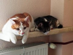 2 Koty, rudy i szary